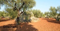 Puglia-Terra-Trullo